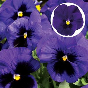 Afbeelding van Viola P9 Grootbloemig Deep blue with blotch